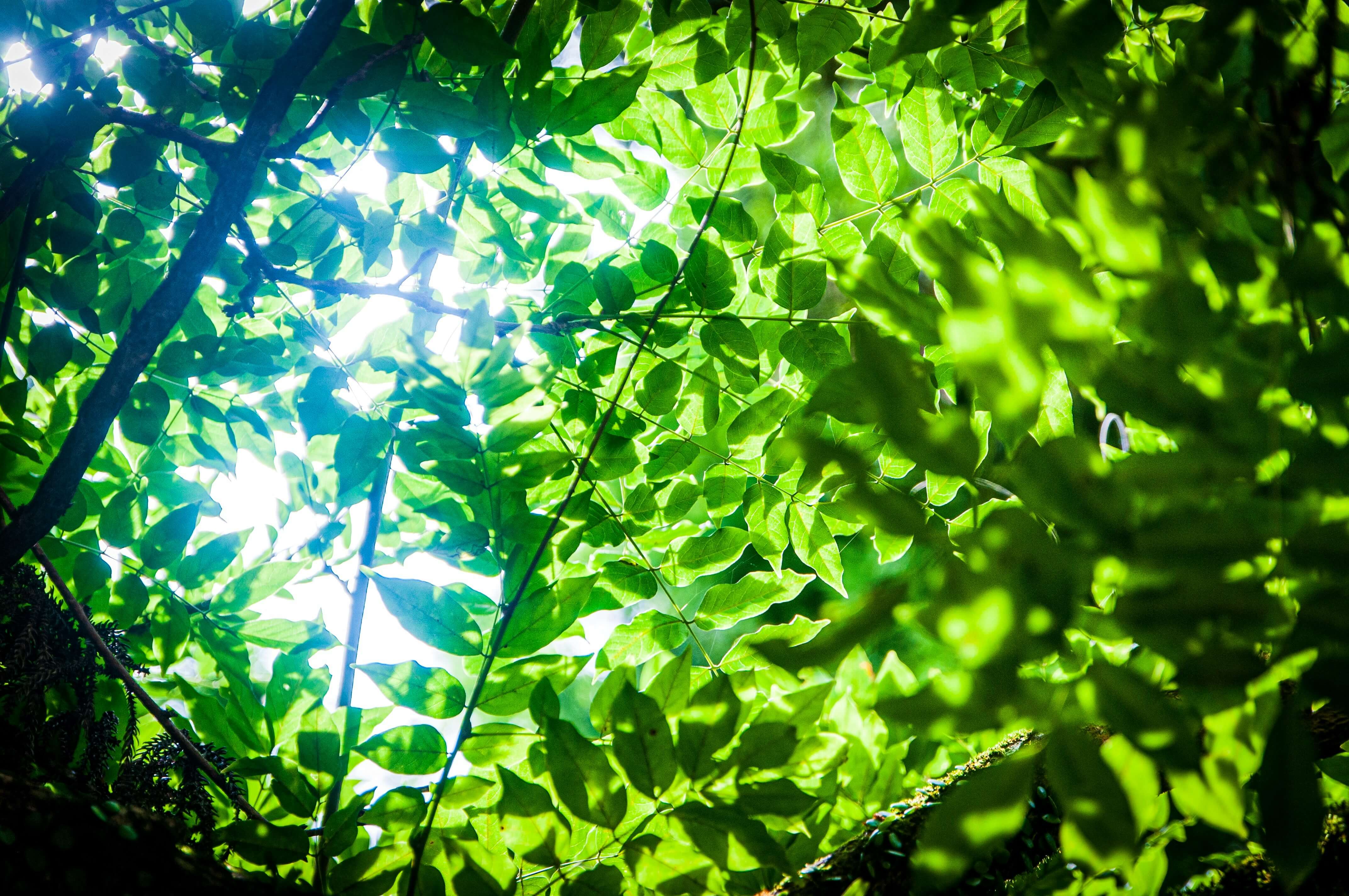 Sunlight filtering through green tree leaves in a forest